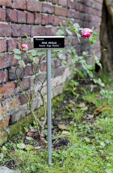 rouge Lot de 10 Signets Plaque Marque-plantes en PP Piquet de Jardin Etiquette des Plantes Porte-champ Pelouse 